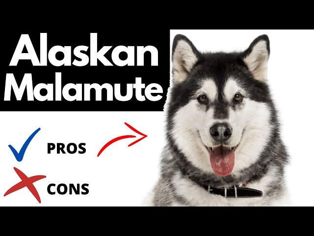 Alaskan Malamute Pros And Cons | The Good AND The Bad!!