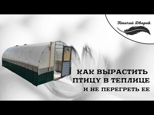 Как вырастить птицу в теплице и не перегреть ее