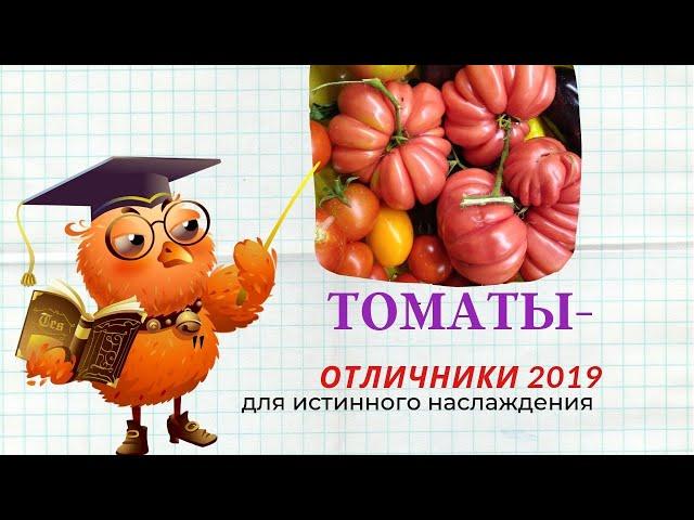 Томаты - отличники 2019