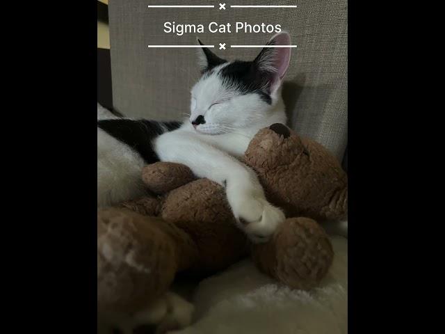 SIGMA CAT #phonk #phonkmusic #music #phonkmeme #edit