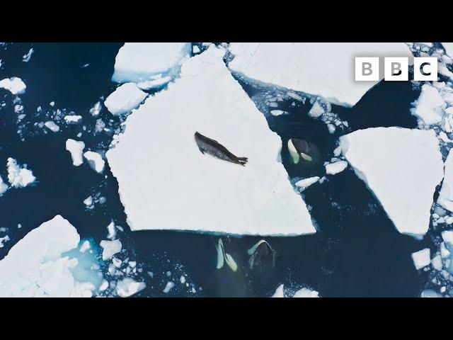 Incredible Orca Hunt | Frozen Planet II | BBC Earth