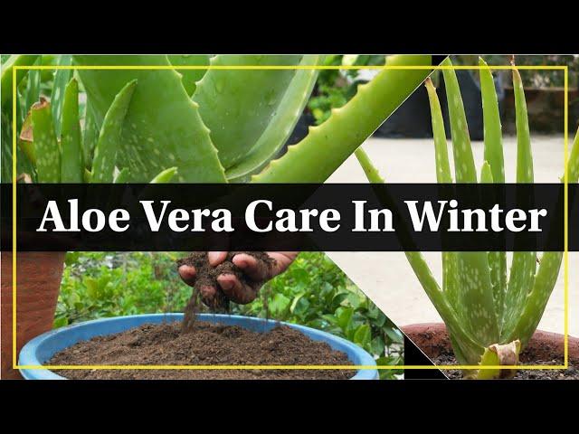 How to Take Care of Aloe Vera in Winter | Aloe Vera Care for Beginners