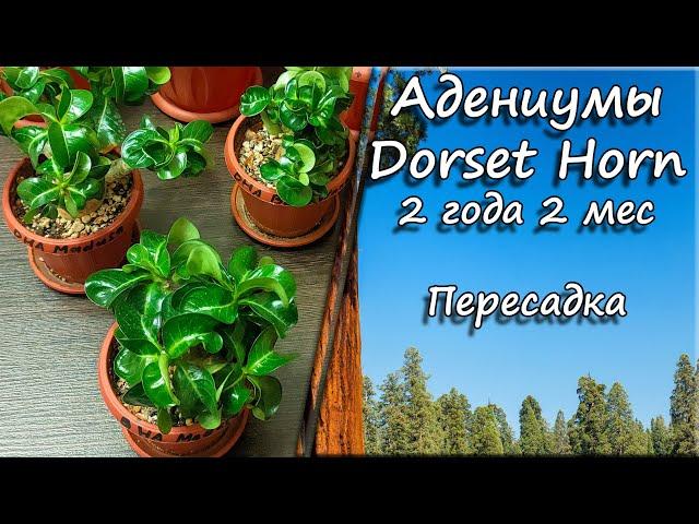 Адениумы Dorset Horn. 2 года 2 месяца. Пересадка