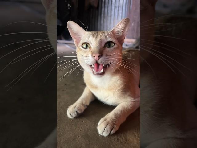 My pet  #shorts #viral #cat