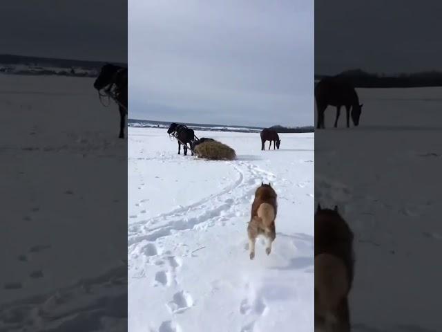 Соревнуемся с собаками
