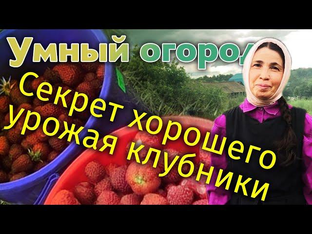 Как получить хороший урожай клубники? Рецепт десерта. Умный огород монахини Евфросинии.