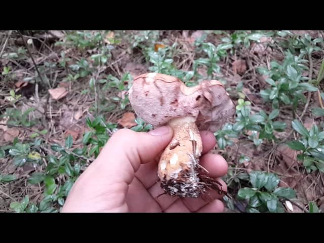 Ложный белый гриб (Горчак, Желчный гриб - Tylopilus felleus)