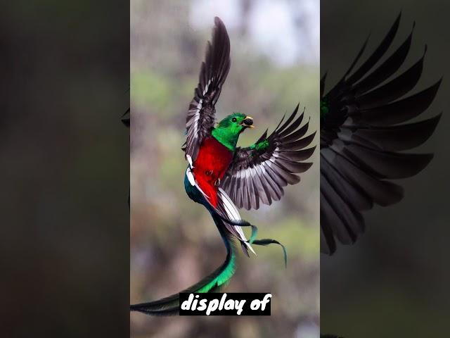 Resplendent Quetzal #youtubeshorts #facts #ytshort