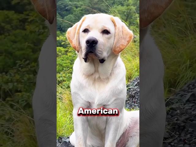 2 reasons Why Americans love Labrador retriever