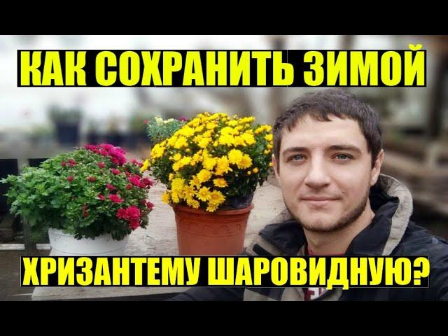 3 СПОСОБА СОХРАНЕНИЯ ЗИМОЙ ХРИЗАНТЕМЫ МУЛЬТИФЛОРЫ