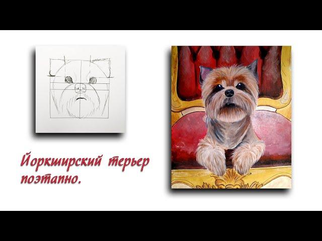 Как нарисовать Йоркширского терьера. Yorkshire Terrier drawing step by step. Рисунок собаки поэтапно