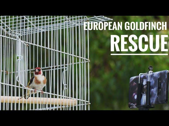 RESCUE and RELEASE of an European Goldfinch (Carduelis carduelis) after a wildfire