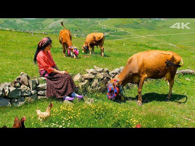 Cow Plateau Migration | Documentary