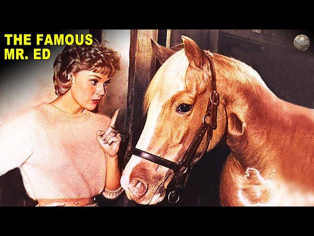 The Strange History of Mr. Ed the Talking Horse