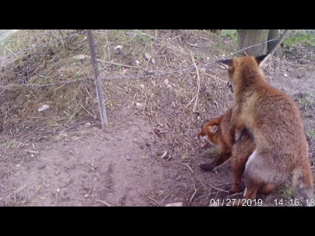 Fox dog mating with vixen..