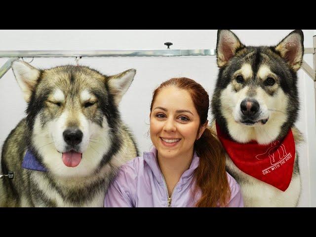 GIANT silly Alaskan Malamute dogs | SO much WORK!