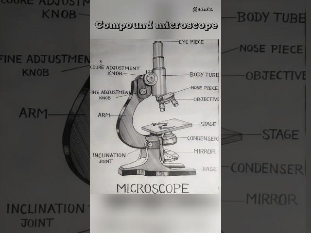 Compound microscope  #microscope #shorts #edukaofficial