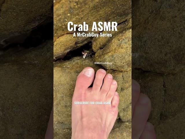 Crab Pedicure ASMR Sounds! #shorts