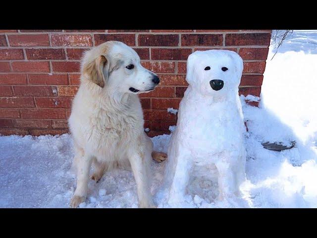 Dogs Reacting to First Snow - Try Not To Laugh