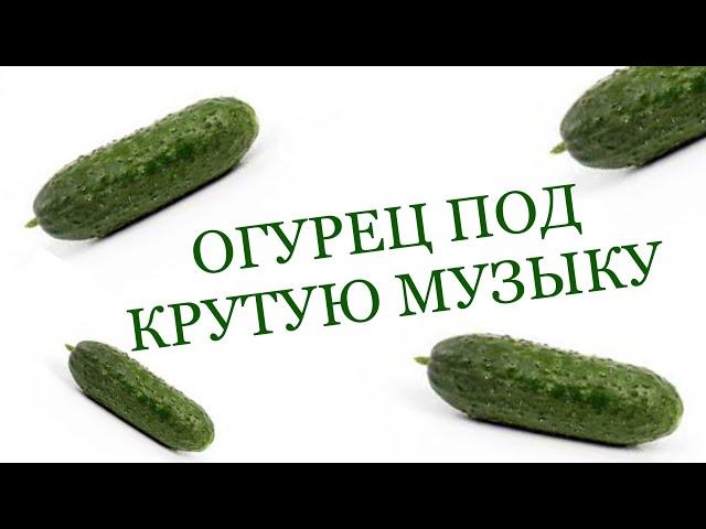 ОГУРЕЦ ПОД КРУТУЮ МУЗЫКУ 