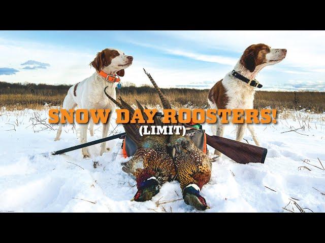 Roosters + FRESH SNOW! Late Season Pheasant Hunt