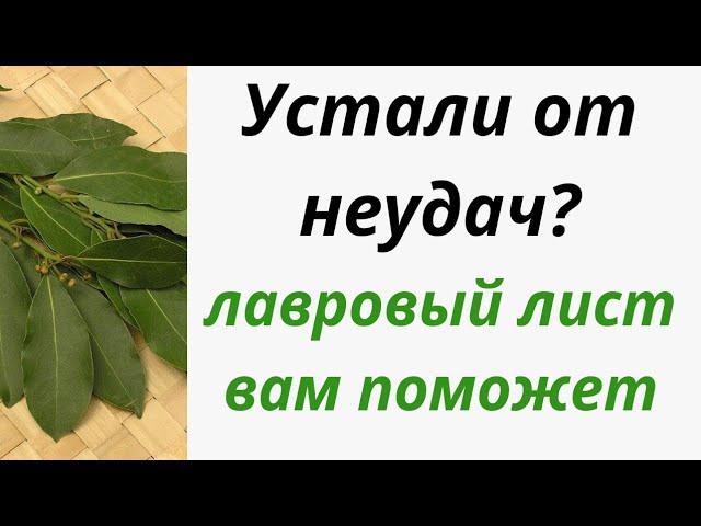 Лавровый лист на удачу | Тайна Жрицы |