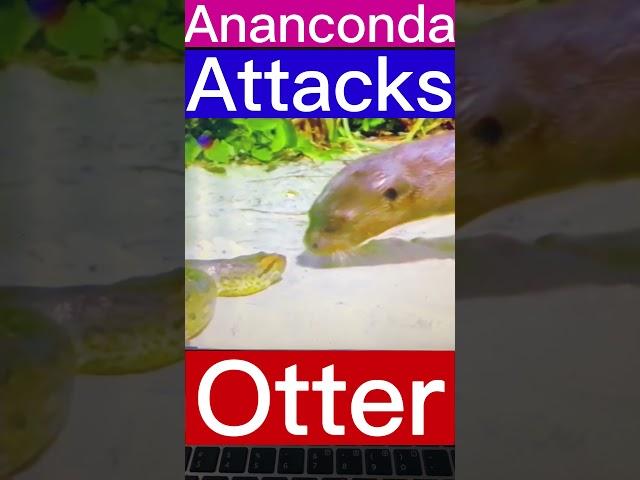 Anaconda Attack on Otter