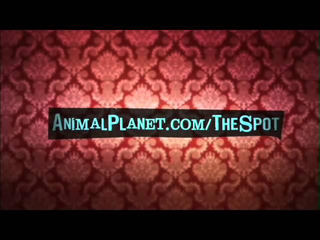 Animal Planet The Spot