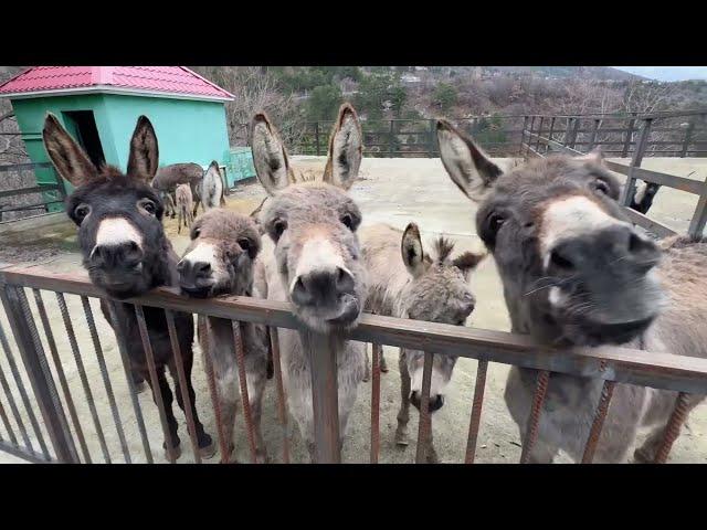 Животные из ПОДТОПЛЕННОГО ЗООПАРКА после первой ночи в ялтинской СКАЗКЕ!