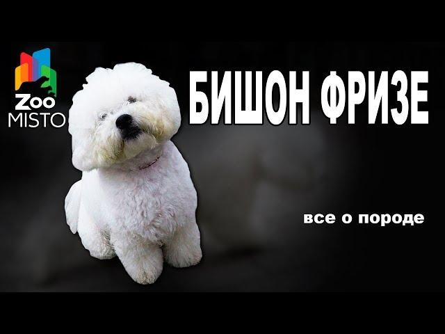 Бишон Фризе - Все о породе собаки | Собака породы - Бишон Фризе