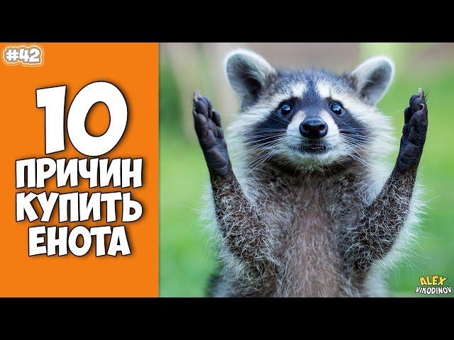 10 причин завести Енота - Интересные факты!