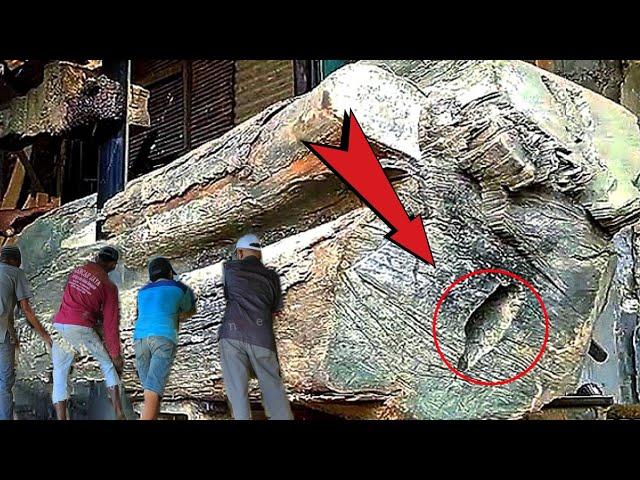 Be alert || Hollow Wood That Lumber Workers Fear At The Sawmill 1