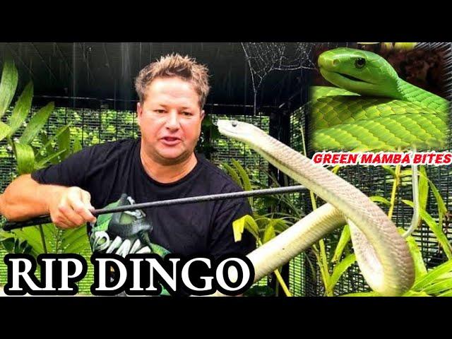 REST IN PEACE।DINGO DINKLEMAN| GREEN MAMBA BITE| VENOMOUS SNAKE|South Africa|