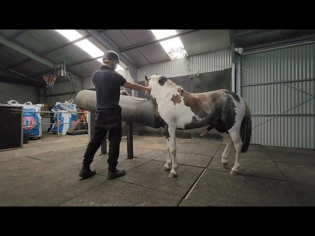 Maddy's first time collecting from a stallion.