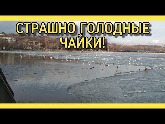 Дикие и СТРАШНО ГОЛОДНЫЕ чайки возле пирса + Разломы льдов на Азовском море.