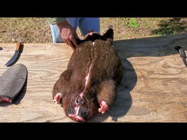 Beaver Skinning - Professional Fur Handling  Techniques #lazypondfarm Fish & Hunt