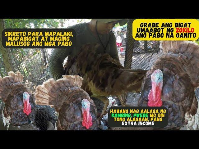 PART II MALAKI PALA ANG KITAHAN SA PABO(TURKEY)FARMING/AGRIBUSINESS HOBBY NA KUMIKITA PA/TURKEY FARM