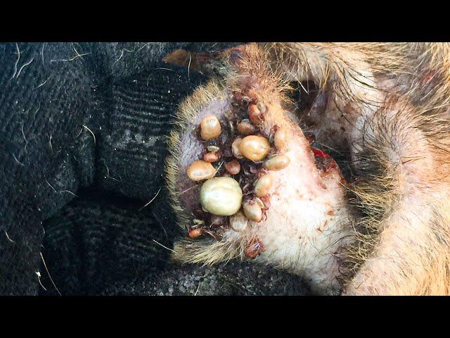 Removing So Many Ticks From Dog - Help Poor Dog Getting Better By Cleaning All