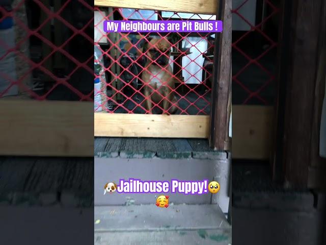 Ritzy: Jailhouse Puppy! #youtubeshorts  #dogshorts #cutedog