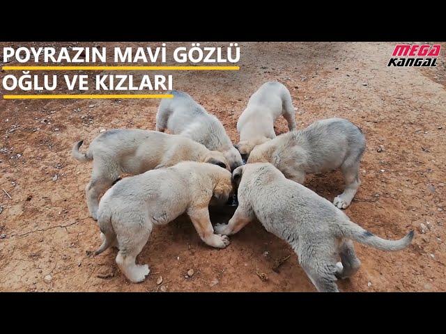 ENİK SEÇİMİNDE HANGİ ÖZELLİKLER ARANMALI #poyraz #köpekyavrusu #enik