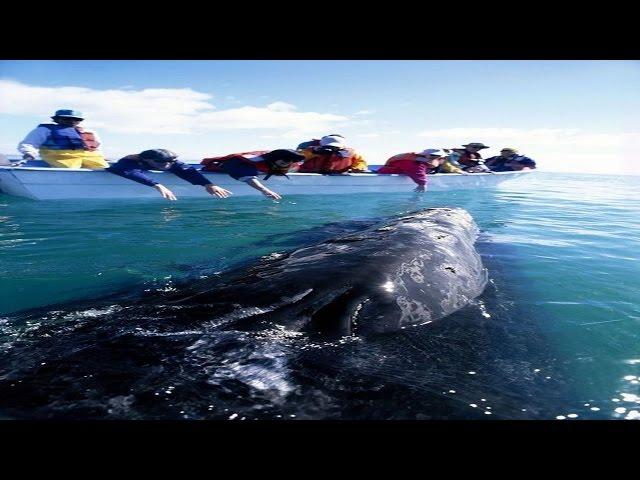 Young whale: it finds its exit of the port of the south of California.