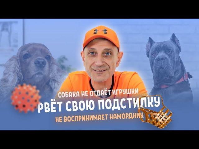 Собака не отдает игрушки,рвёт свою подстилку и не воспринимает намордник