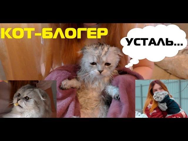 УТРО ГЛАЗАМИ КОТА | КОТ-БЛОГЕР