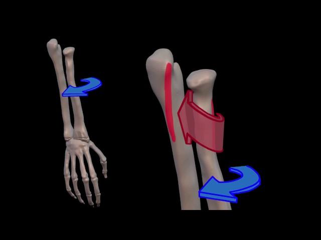 Arm Muscles: 22 Supinator