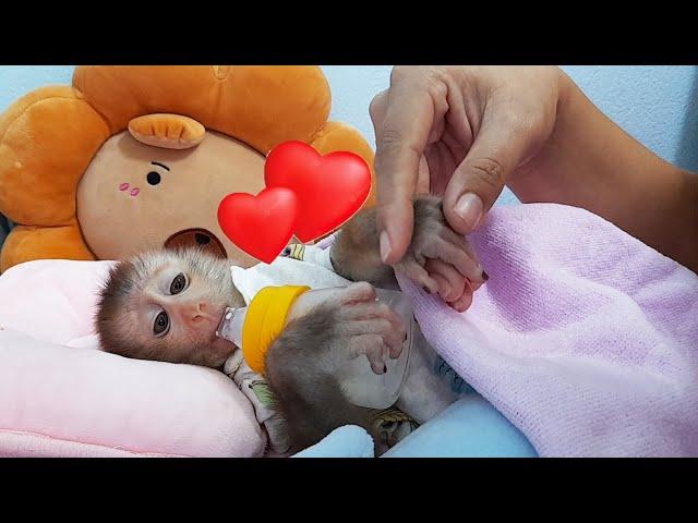 Clever LyLy baby monkey responds unexpectedly when mother feeds papaya fruit