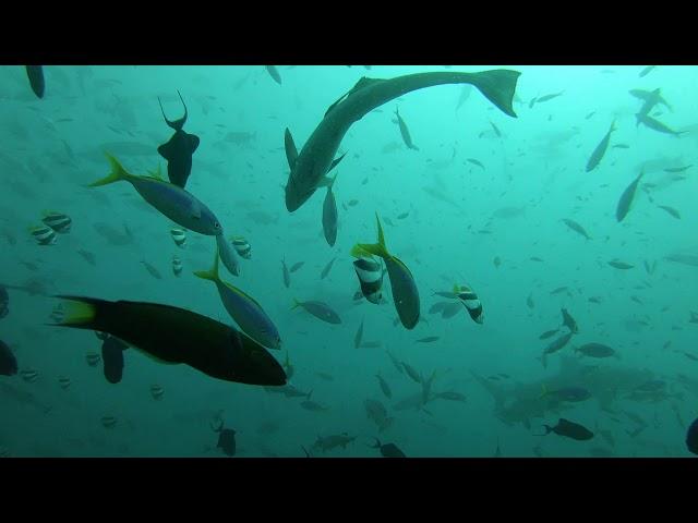 Fiji Shark dive ч10