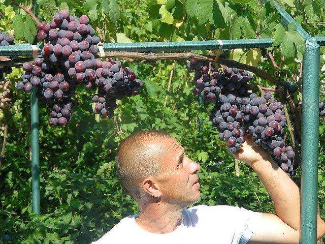 Ультра ранние сорта винограда. Сезон 2017 (Ultra early varieties of grapes. Season 2017)