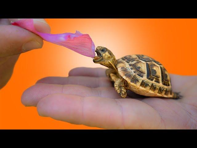 Basic Set Up For Starting Baby Tortoises! Crucial Information For Best Care.