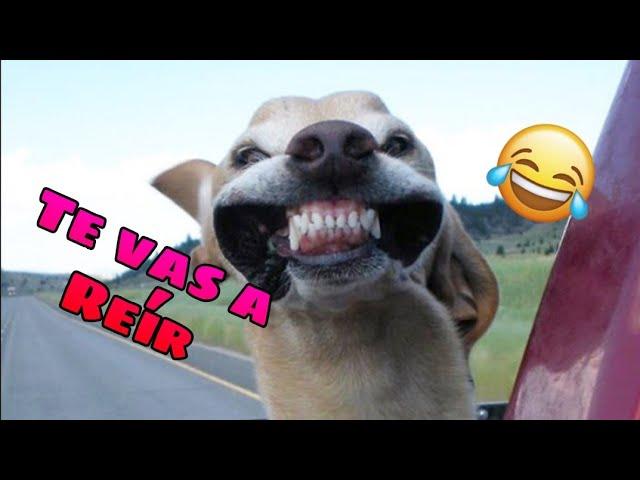  Funny Videos for Boring Days  Funny Cats and Dogs