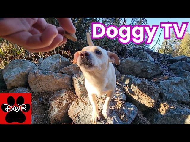 ‍ Daycare for your dog ‍  Keep your dog busy while you are away or watch together 